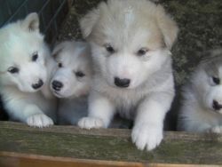 Alaskan malmute puppies