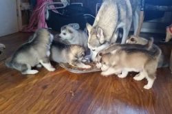 pedigree Alaskan Malamute puppies