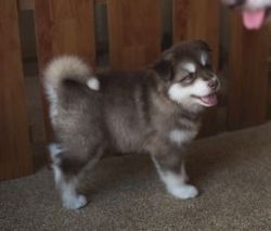 Alaska Malamute Puppies For Any New Home
