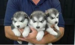 cute Alaskan malamute puppies for adoption...