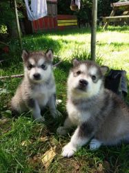 Quality AKc Reg Alaskan Malamute Pups