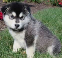 Cute Alaskan Malamute Puppy For Sale