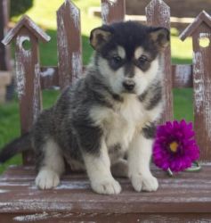 Cute Alaskan Malamute Puppies Available