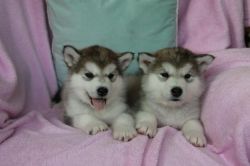 Beautiful Alaskan Malamute Puppies