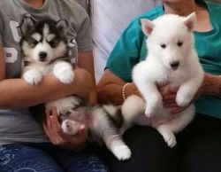 Adorable Fluffy Alaskan Malamute Puppies