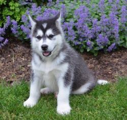 Lovely Alaskan malamute puppies For Sale