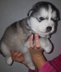 Alaskan Malamute Puppies For Sale