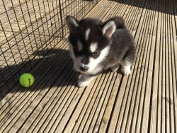 Alaskan Malamute Puppies(only 1Girl and 1Boy Left)