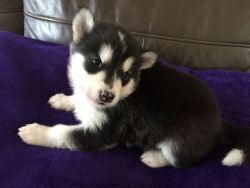 Alaskan Malamute Puppies available now on Sale
