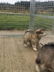 Healthy male and female Alaskan Malamute puppies for sale