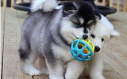 Outstanding Alaskan Malamute Puppies