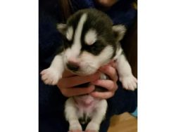 Alaskan puppies for sale