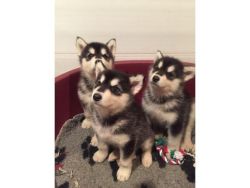Gorgeous Alaskan Malamutes Puppies