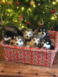 8 Malamute Puppies For Sale