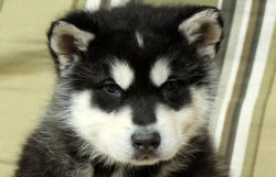 Handsome AKC Registered Alaskan Malamute puppies