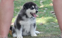 Adorable Male and Female Alaskan Malamute Puppies available