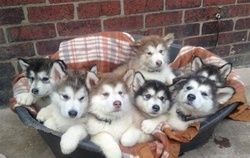 Alaskan malamute puppies available Outstanding