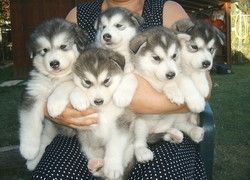 Alaskan malamute puppies available