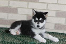Male and Female Alaskan Malamute Puppies Available