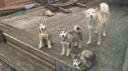Alaskan Malamute puppies for Re-Homing
