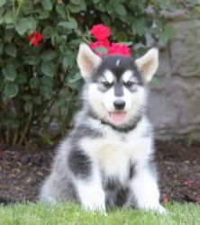A.K.C Dignified Alaskan Malamute Puppies Available