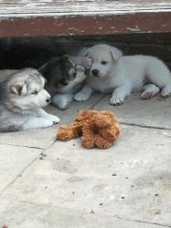 Reg Alaskan Malamute Pups Now Available To View