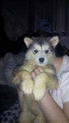 Hi I Have 4 Girl Malamute Puppies Left For Sale