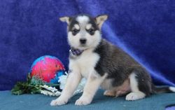 Cuteness Akc Male& female Alaskan Malamute Puppies For Sale.