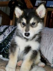 Attractive and Great Puppies of Alaskan Malamute for sale