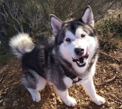 Alaskan Malamute With good heart no beating it looks good a home