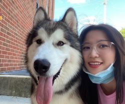 Sell 8-months-old Malamute