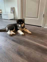 Puppy for sale! Alaskan Malamute - *only 9 weeks old*