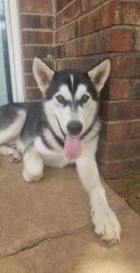 Alaskan Malamute 10 Month Old Puppy for sale