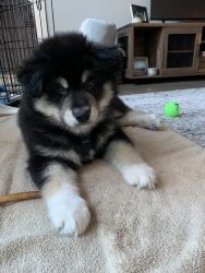 Alaskan Malamute Puppy for Sale -9 weeks old