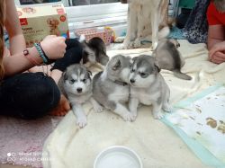 Beaitiful malamute puppies for sale