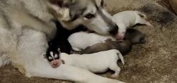 For sale Alaskan Malamute/Siberian husky puppies.