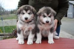 Lovely Alaskan Malamute Puppies for sale