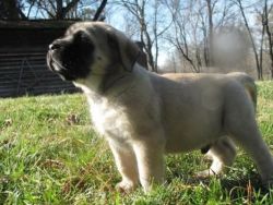Marvelous Male and Female Alaunt puppies