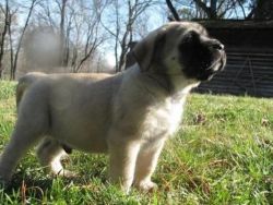 Gorgeous Male/female Alaunt Puppies For Sale.