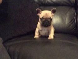 All Fawn French Bulldog Puppies