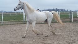 Arabian Gelding Horse