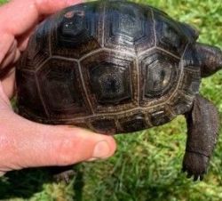 Aldabra Tortoises