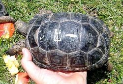 Aldabras xxxxxxxxxx Tortoise For Sale.