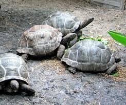 Loving male and female Aldabra Tortoise.