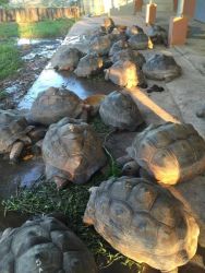 Sulcata and Aldabra tortoises pairs available for sale