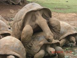 Aldabra tortoise male and female