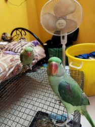 Im selling my parrots