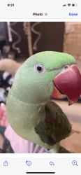 Beautiful one year old hand fed Alexandrine Parrot
