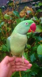 Cute Alexandrine Parrots Availables