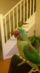 Alexandrine parrots ready for a new home.